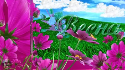 Скачать обои цветы, весна, крокусы, flowers, spring разрешение 640x960  #162705