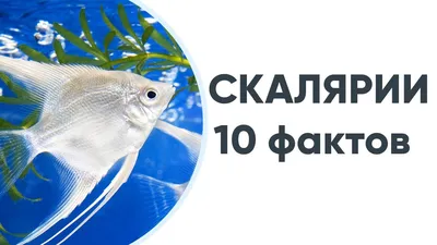 Низкая цена! Купить Скалярия платиновая за 150 руб.! В наличии более 280  видов аквариумных рыбок и 4000 товаров для аквариума!