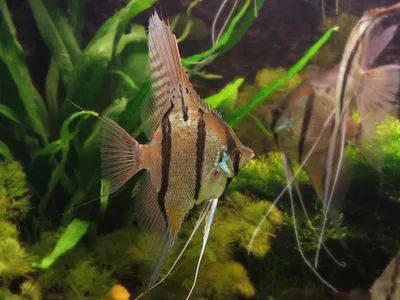 Скалярия (Pterophyllum scalare) - Живая планета