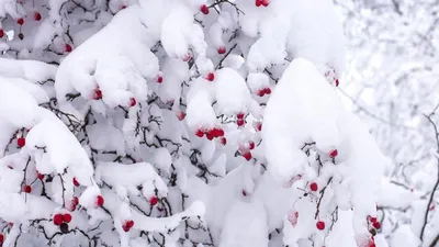 ❄ Сказочная зима в Миллеровском районе | Это Ростов! – новости  Ростова-на-Дону 161 | ВКонтакте