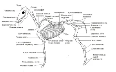 Изображение скелета лошади с анатомическими подписями