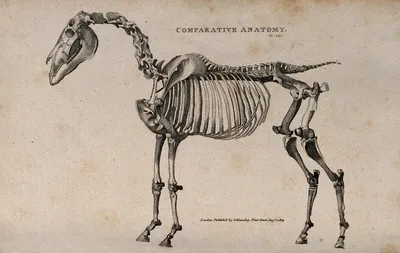 Картинка скелета лошади в черно-белом стиле