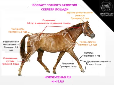 Фотография скелета лошади с эффектом сепии