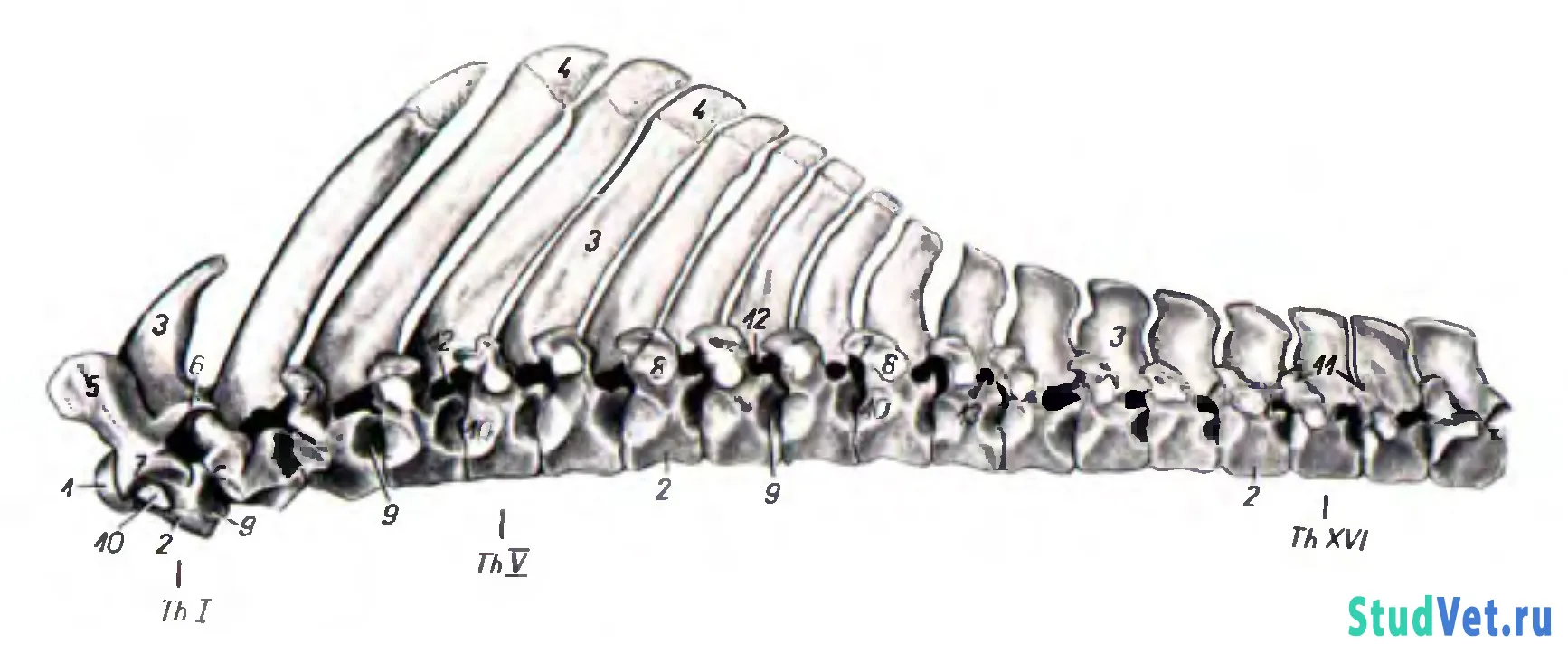 Позвонки животных. Шейные позвонки лошади анатомия. Грудные позвонки коровы лошади свиньи собаки. Грудной позвонок лошади анатомия. Скелет лошади грудной позвонок.