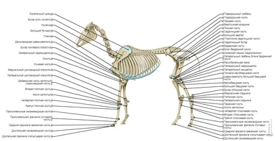 Изображение скелета лошади с ярко выраженными деталями