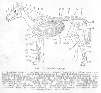Картинка скелета лошади для использования в книгах и журналах