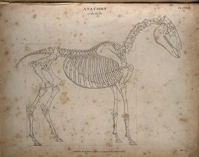 Изображение скелета лошади для печати