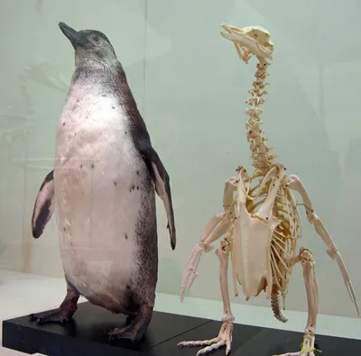 Скелет пингвина фото фото