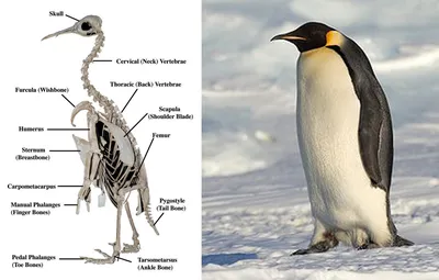 Скелет пингвина | Пикабу