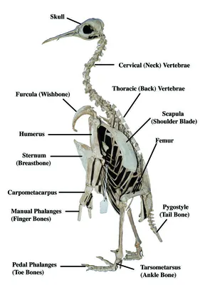 скелет пингвина | Фото из альбома: Зоологический музей при МГУ