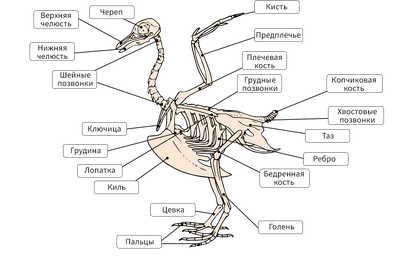 41-42. Класс Птицы. Среда обитания и внешнее строение птиц. Скелет и  мускулатура птиц