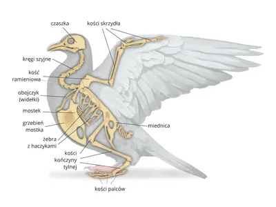 Скелет голубя, цена 3 525,00 руб. — Модели остеологические (скелеты) —  Каталог товаров — Торговая компания «Отличник»