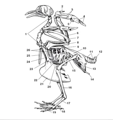 Файл:Squelette oiseau.svg — Википедия