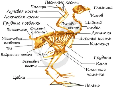 GISMETEO: Обнаружен самый полный скелет доисторической «ужасной птицы» -  События | Новости погоды.