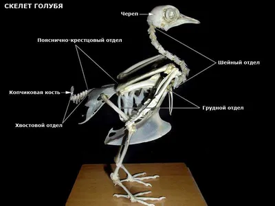 Скелет голубя, МОДЕЛИ ОСТЕОЛОГИЧЕСКИЕ (СКЕЛЕТЫ) купить