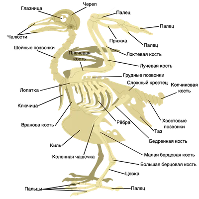 Скелет курицы (Gallus gallus domesticus), препарат купить в Москве