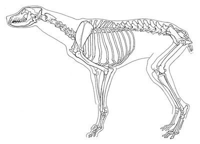 Скелет собаки - 3d stl модель для ЧПУ