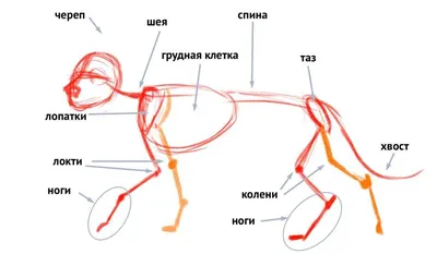 Собака скелет модель образования модель собачий Скелет стандартный размер  Собака Дисплей лаборатория обучение ветеринарных животных | AliExpress