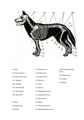 Скелет собаки: иллюстрации: нормальная анатомия | vet-Anatomy