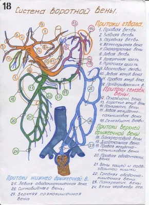 Схемы артерий и вен в картинках – kara-alat