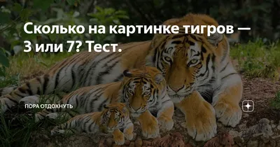 Новая загадка от Паспарту. Готовы найти всех 🐯? Пишите в комментарии сколько  тигров удалось найти 👇 #ФортБоярдГродно #квеструмГродно… | Instagram