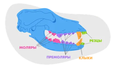 Сколько зубов у собаки фото фото