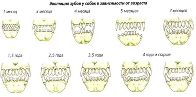 Приют для собак «Бескудниково» - 💡 Сколько у собак зубов, и как они  меняются! ❓ Сколько зубов у людей знают все, а вот сколько зубов у собак?  42! У взрослой здоровой собаки