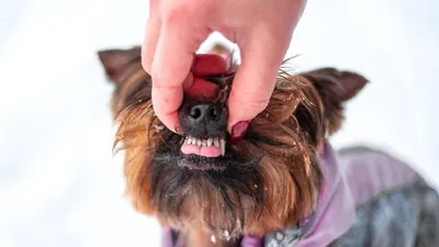 Вот сколько зубов у вашей собаки! Возможные проблемы при смене зубов | Dog  Breeds | Дзен