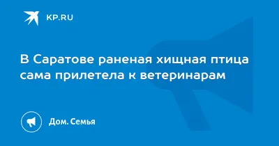 Самые страшные и кровожадные хищные птицы - ТОП-10 с фото и описанием |  Сосед-Домосед | Дзен