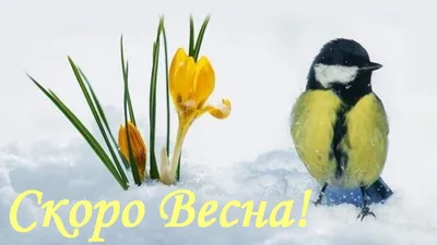 Скоро весна | Пикабу