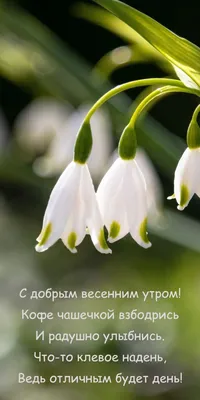 Готовые сторис, макеты «скоро весна» | Весна, Макеты фотографий, Доброе утро