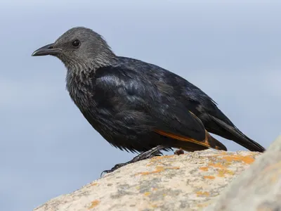 Скворец, Sturnus vulgaris vulgaris, Common Starling | Flickr