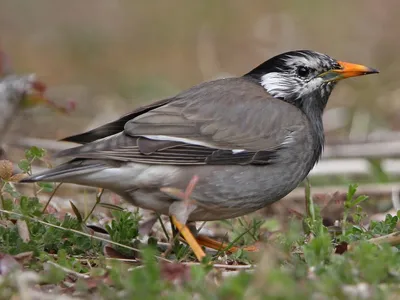 Скворец обыкновенный (Sturnus vulgaris)