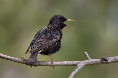 Скворец, Sturnus vulgaris vulgaris, Common Starling | Flickr