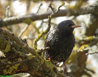 Обыкновенный скворец (Sturnus vulgaris). Птицы Сибири.