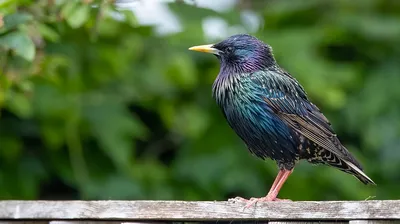 Скворец (Sturnus vulgaris). Птицы Европейской России.