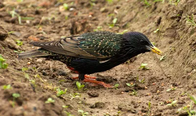 European starling,Обыкновенный скворец - Sturnus vulgaris. Photographer  Evgeniy