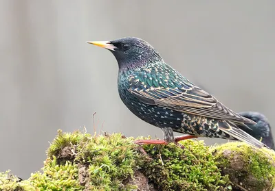 Скворец обыкновенный (Sturnus vulgaris)