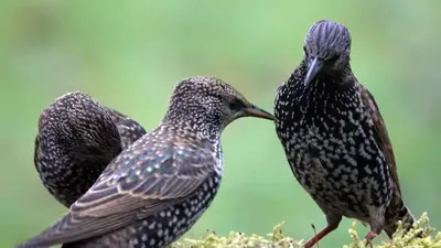 Обыкновенный скворец - Common starling. Photographer Etkind Elizabeth