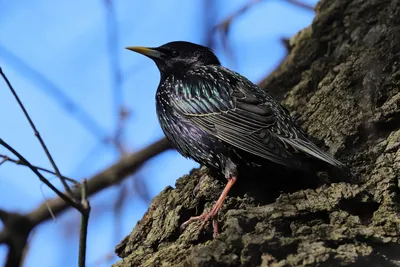 Обыкновенный скворец sturnus vulgaris птица сидит на красивой ветке |  Премиум Фото