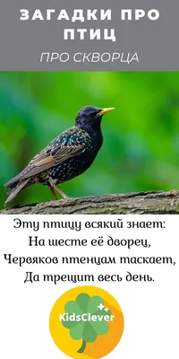 Весенний скворец / скворец птица