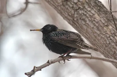 Скворец (Sturnus vulgaris). Птицы Европейской России.