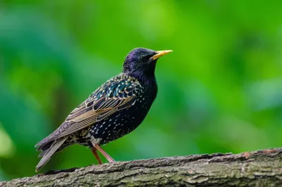 Любители птиц - Обыкновенный #скворец / European #Starling... | Facebook