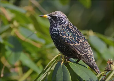 Скворец обыкновенный (Sturnus vulgaris)