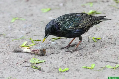 Скворец (Sturnus vulgaris). Птицы Беларуси.