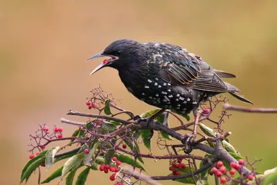 ФотоБлог Торгачкин Игорь Петрович © Igor Torgachkin: Скворец обыкновенный /  Sturnus vulgaris / Common Starling