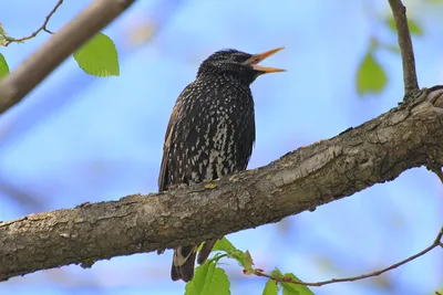 Скворец обыкновенный (Sturnus vulgaris). Фотогалерея птиц. Фотографии птиц  России, Беларуси, Украины, Казахстана, Таджикистана, Азербайджана.