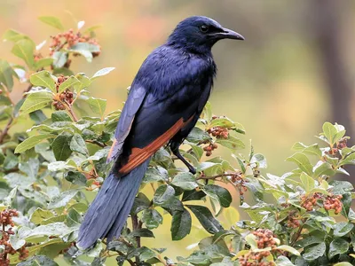 Обыкновенный скворец sturnus vulgaris птица сидит на ветке на красивом  зеленом фоне | Премиум Фото