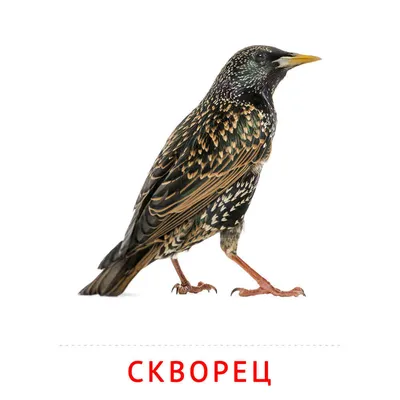 Скворец (Sturnus vulgaris). Птицы Европейской России.