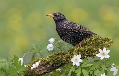 Обыкновенный скворец (Sturnus vulgaris). Птицы Сибири.